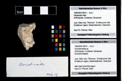 Foto (Objekt + Etikett) von Goniodromites sp.  (NHMW-GEO-1990-0041-4814)